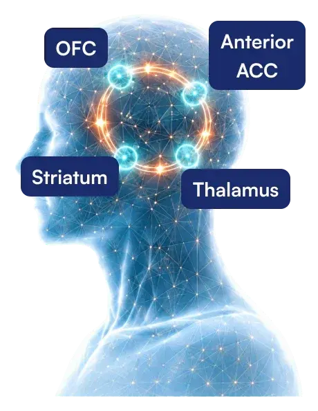 CSTC circuit nodes highlighted on a head in profile